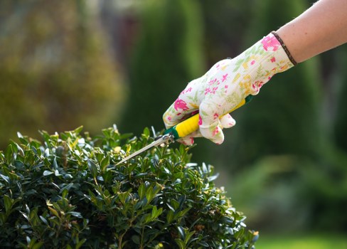 A close-up image of a person's hand wearing a floral-patterned gardening glove, using pruning shears to trim a dense, dark green shrub in a well-maintained garden. The shrub has glossy, healthy leaves and is situated in a landscaped outdoor space with a neatly defined edge separating it from a lawn area. In the background, blurred trees and garden elements suggest a backyard or front garden setting on a mild, overcast day, with natural light illuminating the scene. The environment reflects careful gardening and pruning practices, typical of professional garden maintenance services offered in the New Cross area, including lawn and shrub care by Lawn Mowing New Cross.