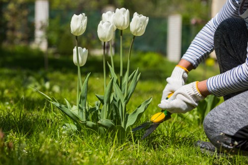 A gardener wearing a striped long-sleeve shirt, grey pants, and white gardening gloves is tending to a flower bed in a garden, using a small pair of garden shears to trim or prune a cluster of five white tulips with green, sword-shaped leaves. The flower bed is situated on a well-maintained lawn with lush, green grass, and is bordered by a variety of plants, shrubs, and small trees in the background. The garden appears to be part of a residential outdoor space, possibly within the New Cross area, featuring a mix of natural and cultivated elements that contribute to a neat and inviting landscape. The scene is set during daylight, with natural light illuminating the garden and highlighting the healthy greenery and delicate white blossoms, supporting professional gardening and lawn care services provided by Lawn Mowing New Cross to maintain vivid, well-kept outdoor environments dedicated to quality outdoor maintenance and horticultural care.